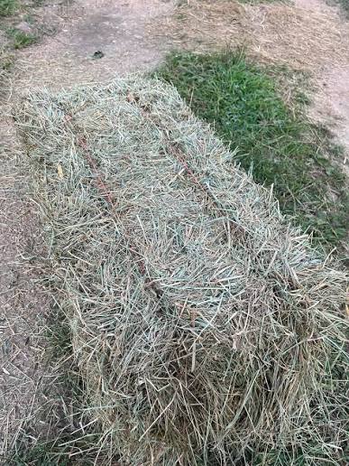 bale of orchard grass hay