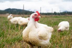 Pasture-raised Chickens